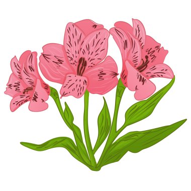 Alstroemeria karikatür Pembe çiçek ve yeşil yaprakları. Vektör