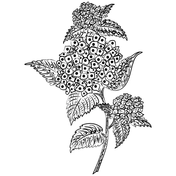 Flores de arte Doodle. Padrão de hortênsia Zentangle —  Vetores de Stock