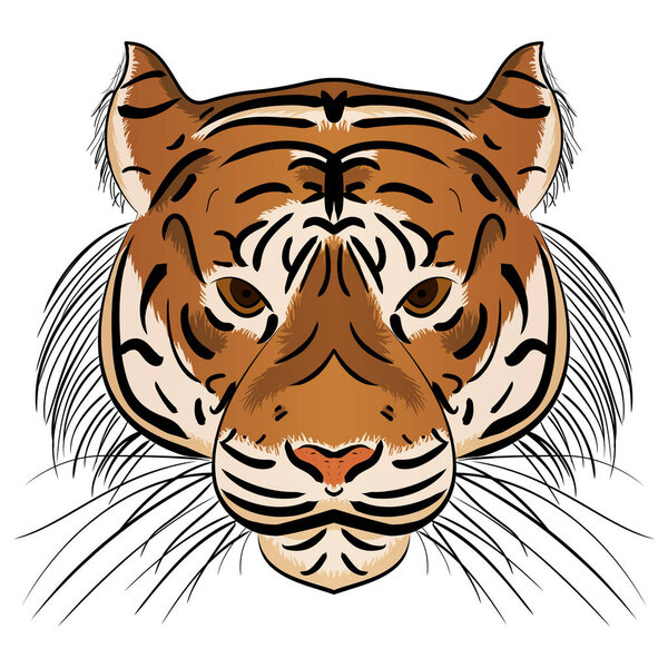 Vector illustration head ferocious tiger
