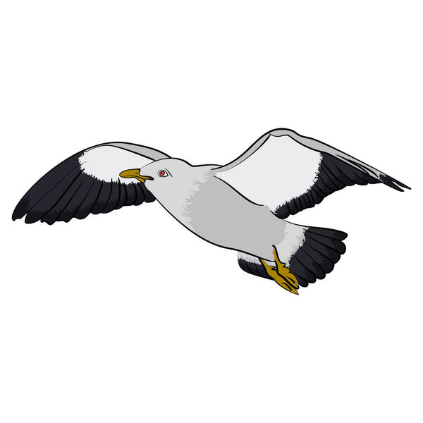 Seagull in the sky. vector Illustration