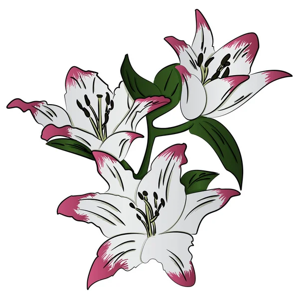 Lily bloem vectorillustratie — Stockvector