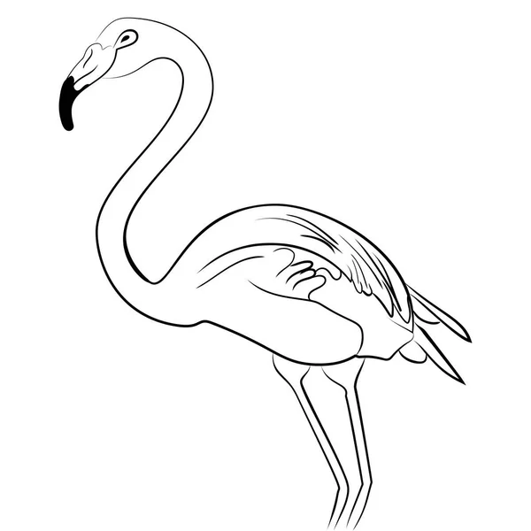 Flamingo fågel svart vit skiss — Stock vektor