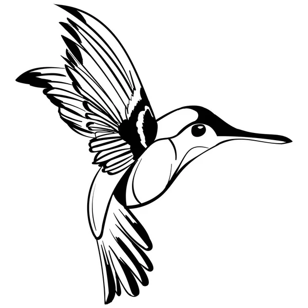 Elle çizilmiş dövme kroki Colibri çizim.