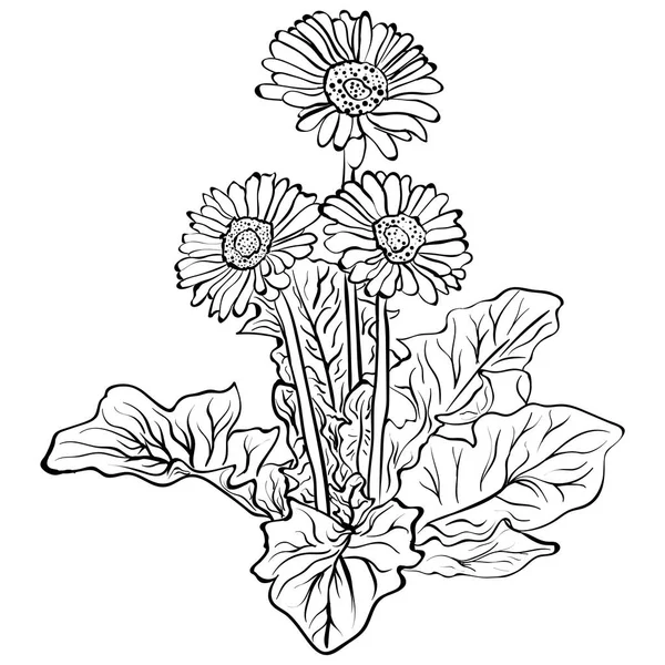 Elegante dekorative Gerbera-Blüten — Stockvektor