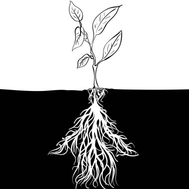 Çarpık kök ok potansiyeli ile kroki Filiz