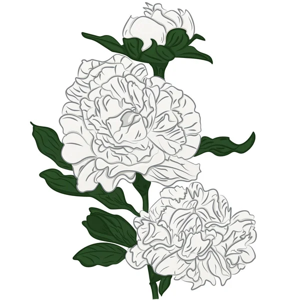 Belle dessin animé pivoines blanches fleur isolée — Image vectorielle