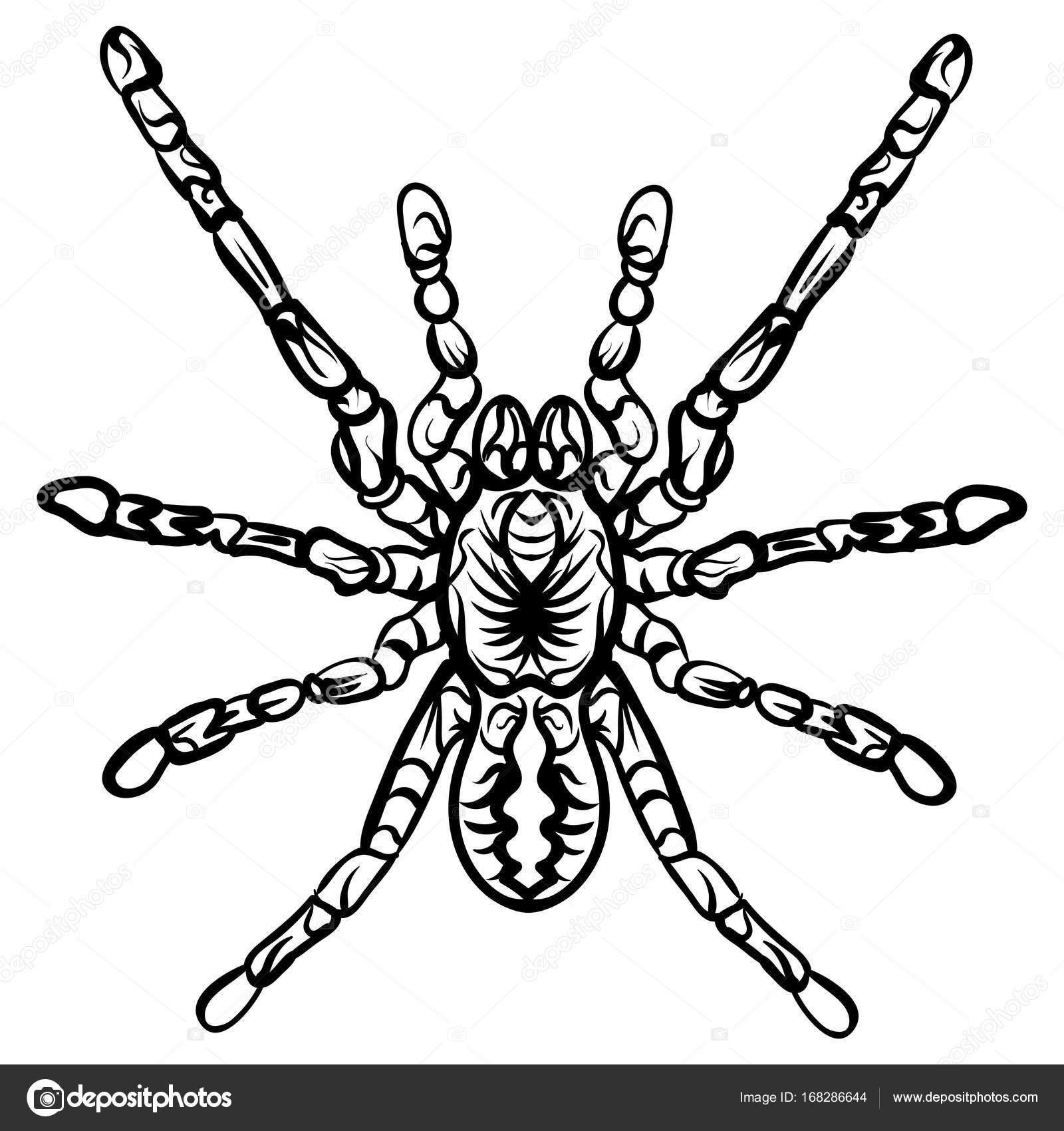 Zentangle Stilisiert Halloween Spinne Skizze Stockvektor Zentangle Stilisiert Halloween Spinne Skizze Stockvektor