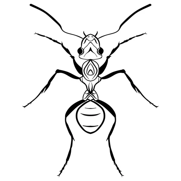 Hormiga trabajadora silueta blanca y negra . — Archivo Imágenes Vectoriales