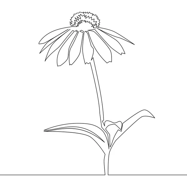 Bela flor Echinacea. Linha contínua —  Vetores de Stock