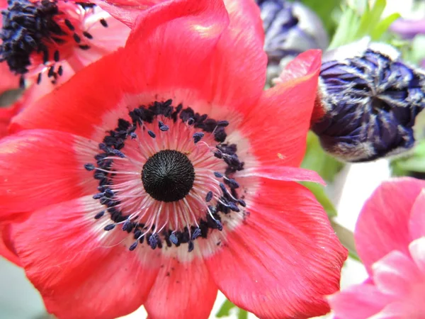 red flower on the background of other flowers.potted potted flowers on the windowsill.