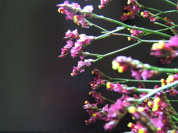 red flowers on the background.flowers with a blurred and black background.