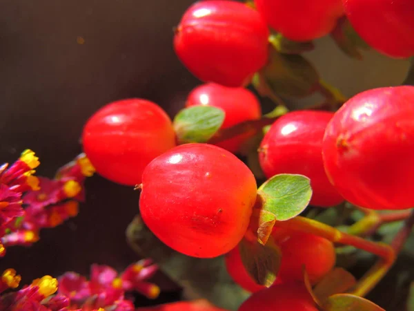 red flowers on the background.flowers with a blurred and black background.