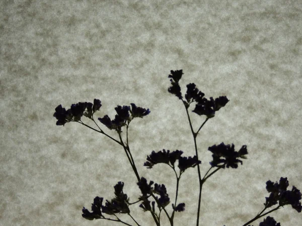 flowers in black and white on a bright lamp background.