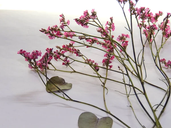 flowers are indoor red buds.like a background on white.