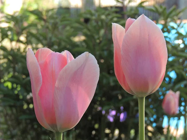 beautiful flowers tulips in the garden on the plot.