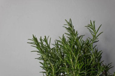 kuşkonmaz taze lifli yiyecekler diyet için kullanılır.