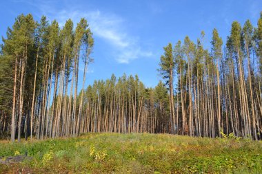 Yeşil bir tepedeki çam ormanı. Kemerovo bölgesinin doğal manzarası