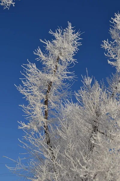 Trädgrenar Täckta Med Frost Mot Den Blå Himlen — Stockfoto