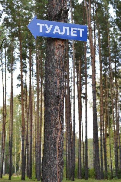 Сосновый Лес Дереве Синяя Вывеска Надпись Русском Языке Toilet — стоковое фото