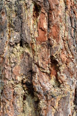 Hasarlı çam kabuğu, tahta reçine yaraları iyileştirir.