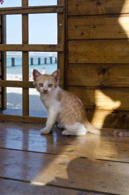 Yeşil gözlü kedi bir portre için poz
