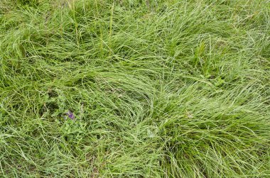 Güzel yeşil çim arka planda doğa