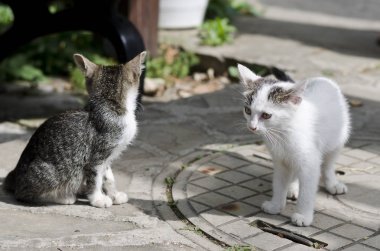 Küçük oynayan kediler