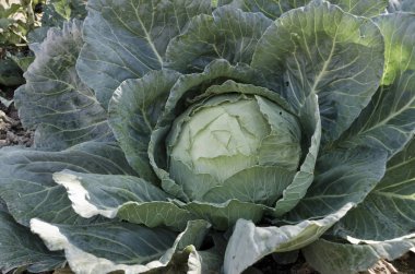 Bahçede organik sebzeler yetişiyor.