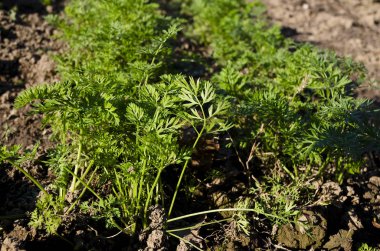 Bahçedeki organik sebze