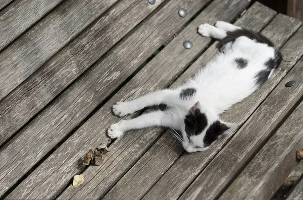 Kleine schlafende Katze auf der Holzbank — Stockfoto