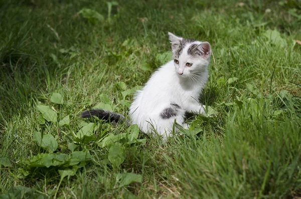 小さな遊ぶ猫 — ストック写真