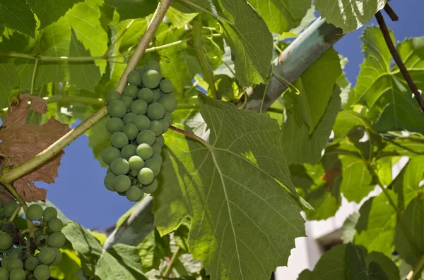 Cultivo de uvas biológicas en el norte de Bulgaria — Foto de Stock