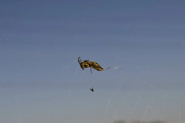 Opfer im Netz einer Spinne gefangen — Stockfoto