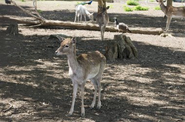 Parkta küçük hayvan geyik