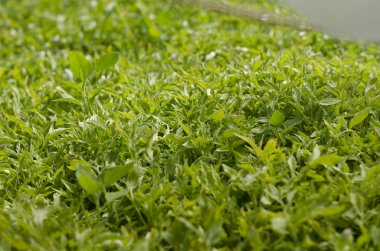 Yaz aylarında Kuzey alanlarında büyüyen biyo sebze