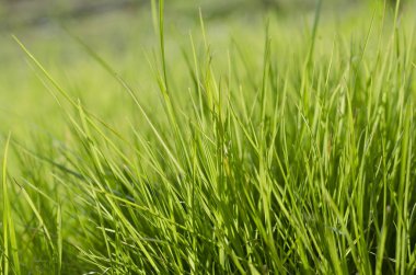 dof odaklı canlı yeşil çim yakın çekim