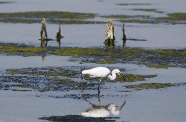 Sabah erkenden Ahyolu sahilde