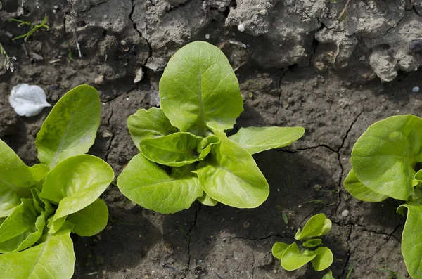 Growing herbs and  lettuce in the summer