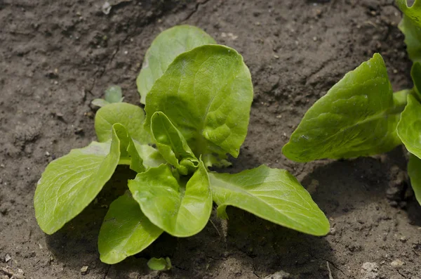 Growing herbs and  lettuce in the summer