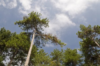 Bulgaristan alanlarında güzel ağaçlar için kapatın