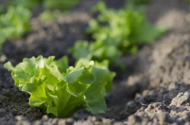 Yaz aylarında Kuzey Bulgaristan'da büyüyen biyo marul