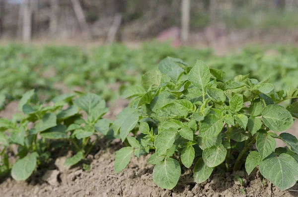 Groeiende Bio Aardappelen Het Noorden Van Bulgarije Zomer — Stockfoto