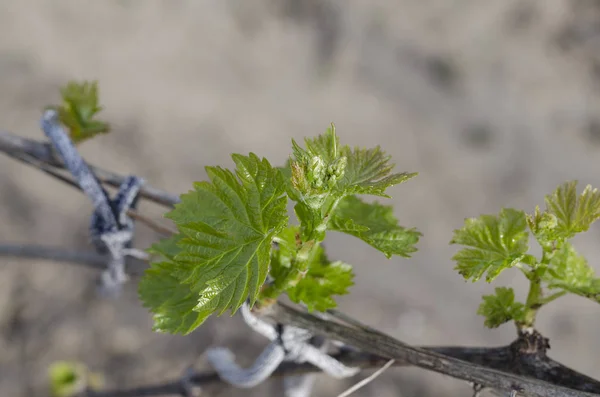 Cultivo Uvas Biológicas Norte Bulgaria Verano — Foto de Stock