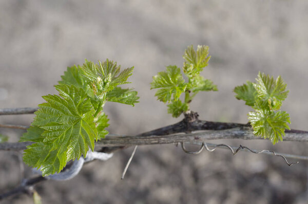 Выращивание биовинограда в северной Болгарии летом
