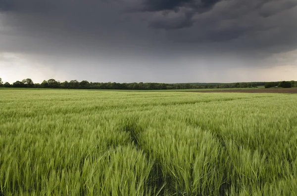 Vicino Campo Agricolo Nella Tempesta — Foto Stock