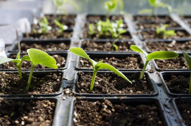 Growing bio vegetables in the shadows in northern Bulgaria