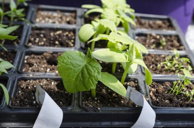 Growing bio vegetables in the shadows in northern Bulgaria