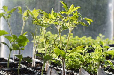 Growing bio vegetables in the shadows in northern Bulgaria
