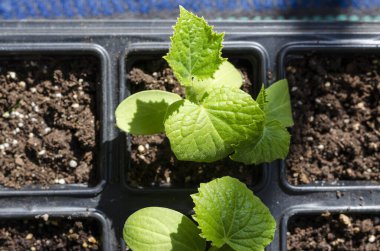 Growing bio vegetables in the shadows in northern Bulgaria