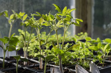 Growing bio vegetables in the shadows in northern Bulgaria